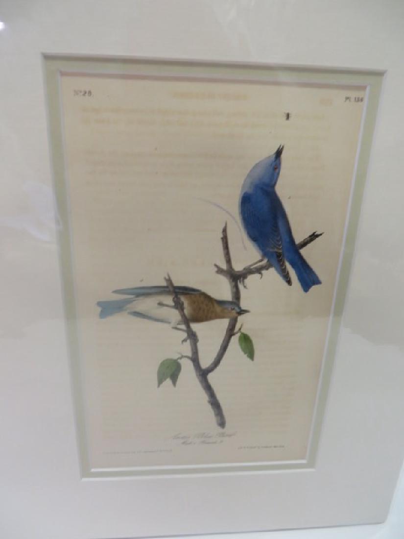 J.J. Audubon(1785-1851). Arctic Blue Bird (1 of 1)