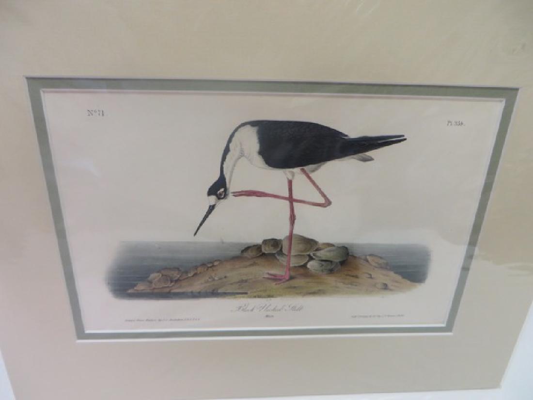 J.J. Audubon(1785-1851). Black Necked Gilt (1 of 2)