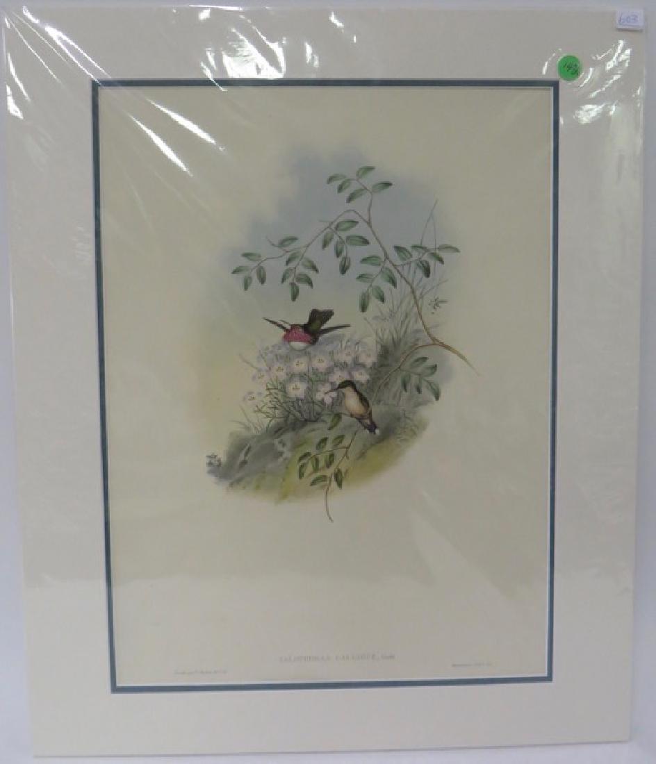 Gould Hand Colored Litho. Mexican Satellite (1 of 2)