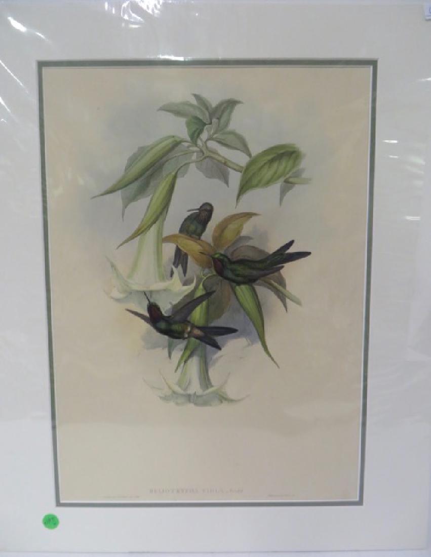 Gould. Hand Colored Litho. Heliotrypha Viola (1 of 1)