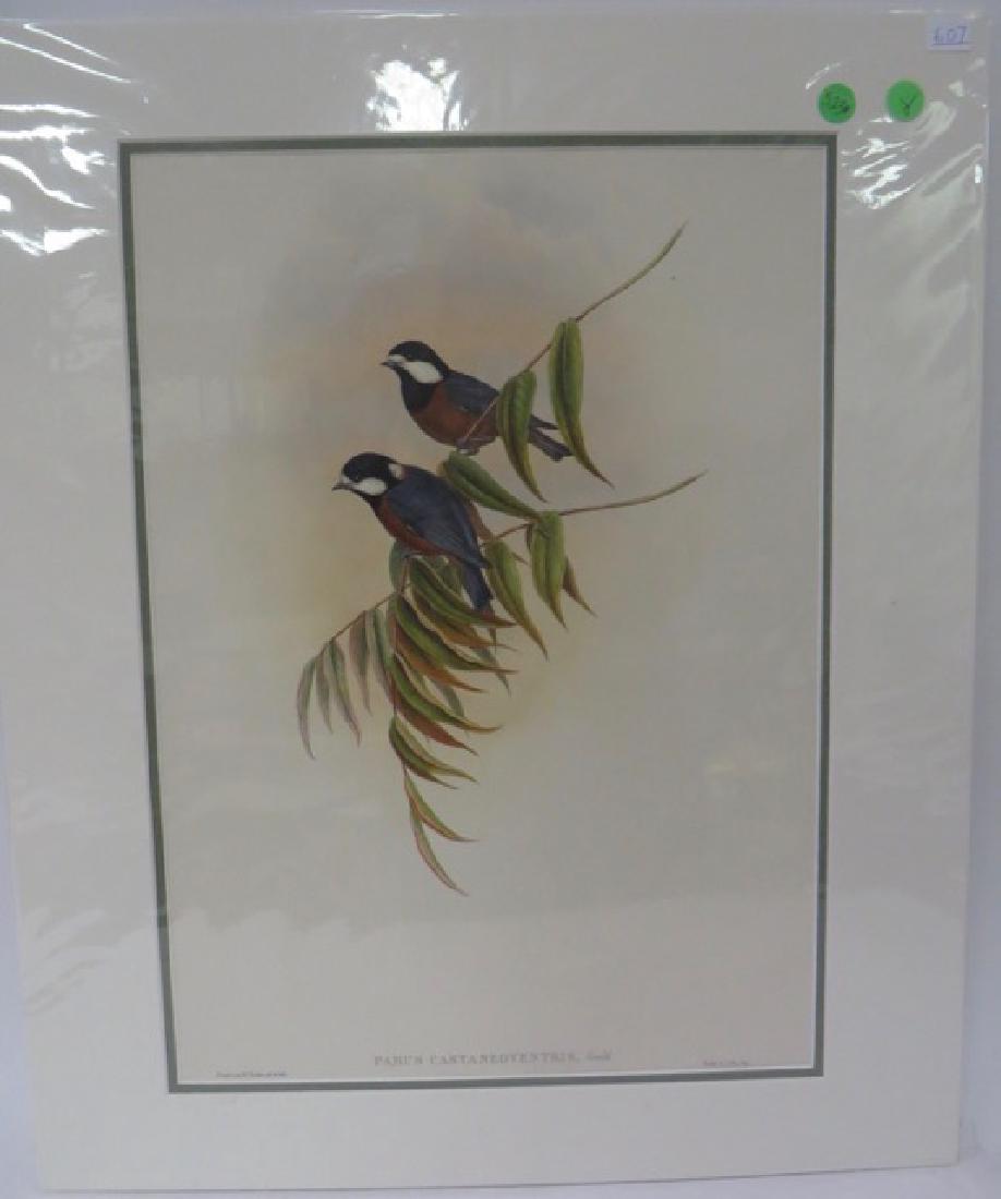 Gould. Hand Colored Litho. Chestnut Bellied Tit (1 of 2)