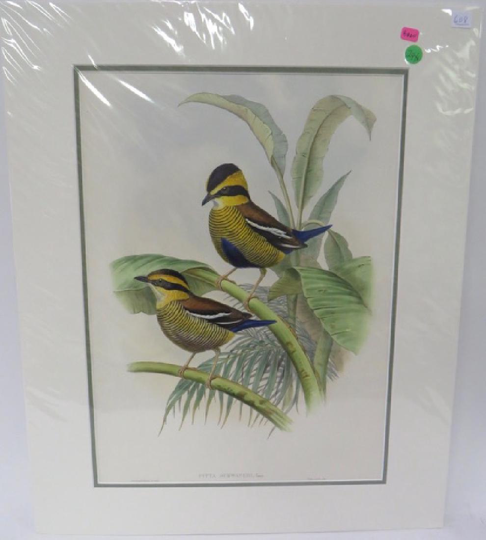 Gould. Hand Colored Litho. Pitta Schwaneri,Temm (1 of 2)
