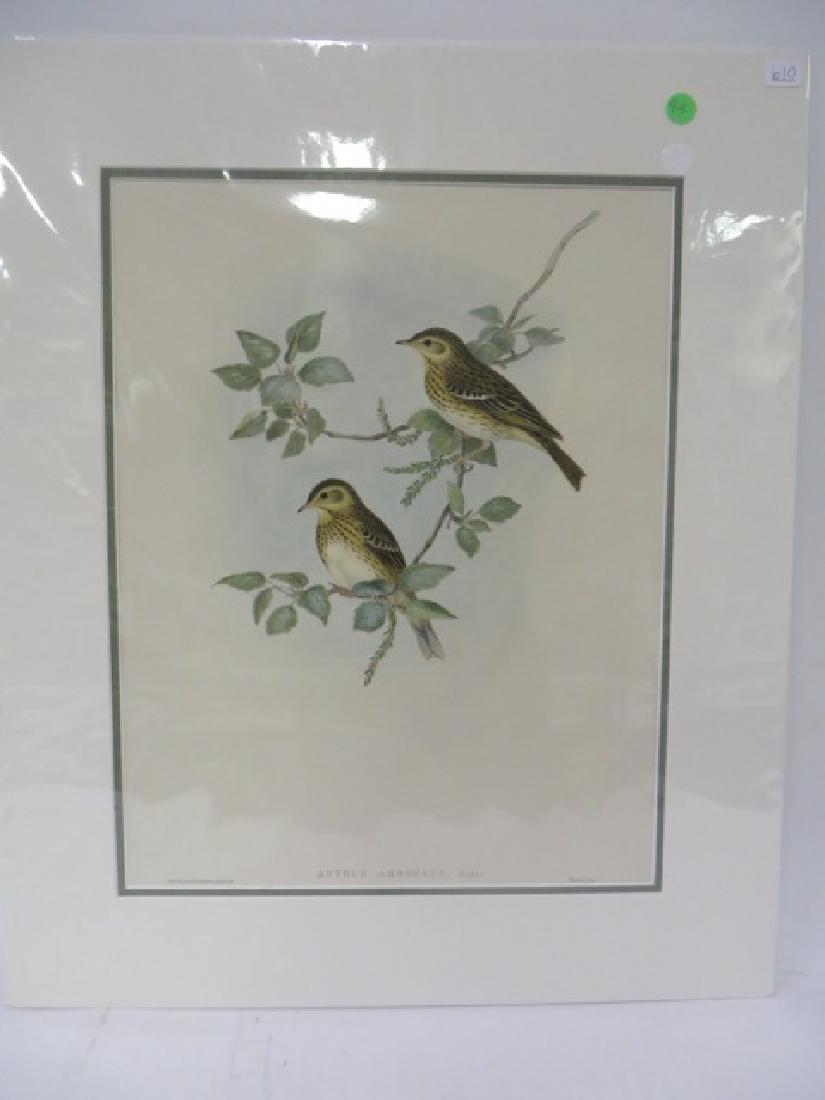 John Gould Hand Colored Lithograph Tree-Pipit (1 of 1)