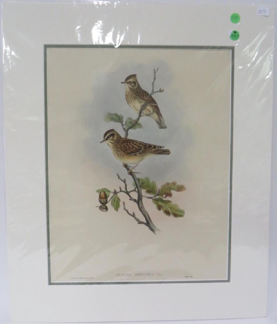 John Gould Hand Colored Lithograph Wood-Lark (1 of 2)