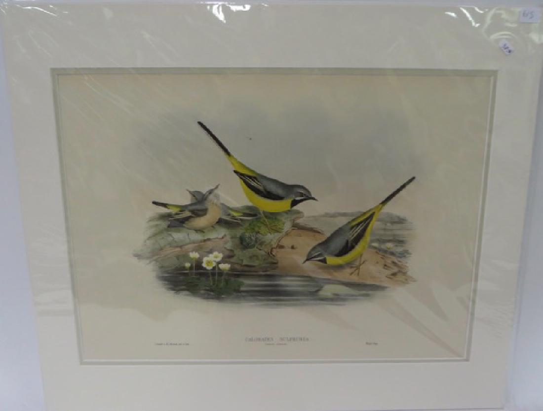 John Gould. Colored Lithograph Summer Plumage (1 of 1)