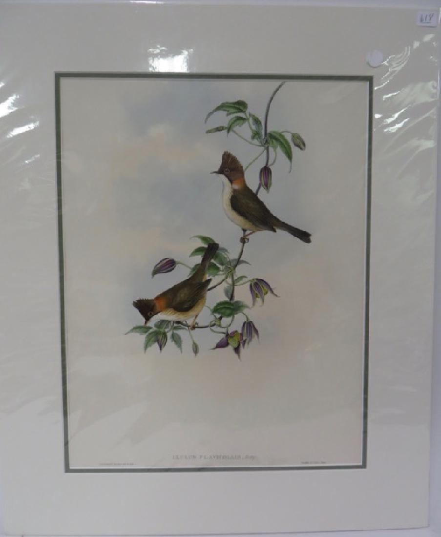 J. Gould Hand Colored Lithograph Crested Ixulus (1 of 2)