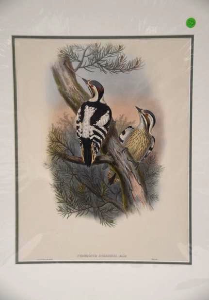 J. Gould W. Hart Pygmy Woodpecker 19th C: J. Gould and W. Hart. Imp. Walter Dorrie's Pygmy Woodpecker Iyngipicus Doerriesi Hargitt 372 With text. 17-3/4" x 13-3/4" to inside of ivory mat.