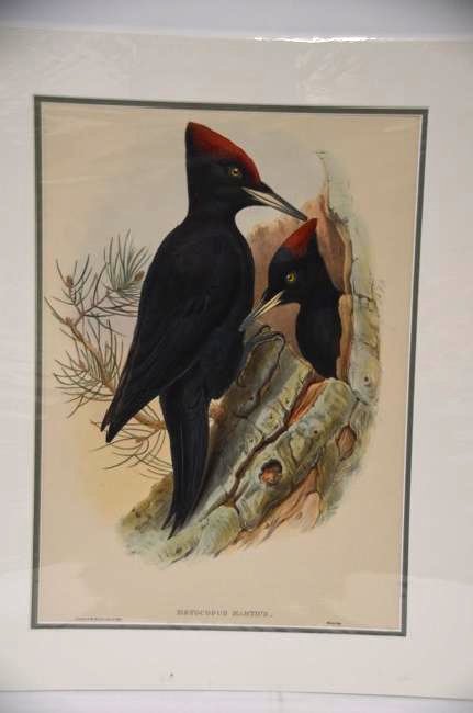 J. Gould H. C. Richter Black Woodpecker (1 of 2)