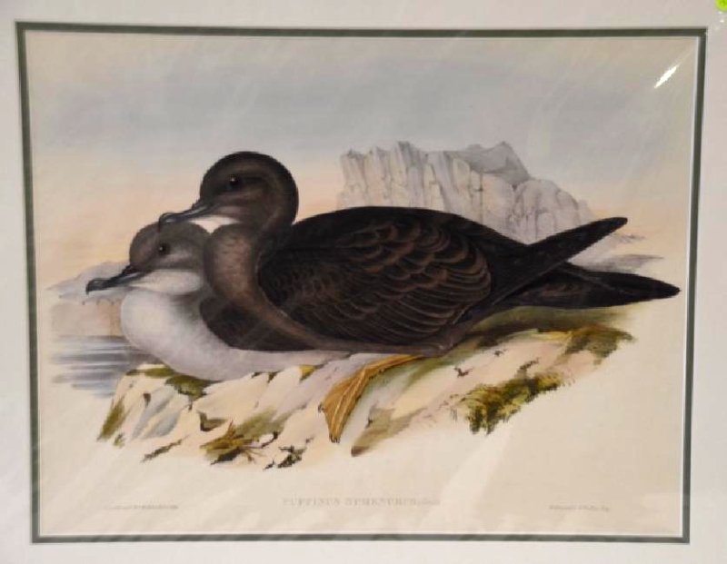 J. Gould H. C. Richter Plate 151: Hullmandel and Walton. Puffmus Sphenurus: Gould 14"H. x 21 1/4"W