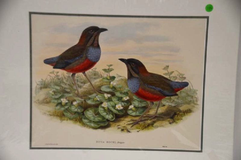 J. Gould W. Hart Pitta Kochi Plate 370: J. Gould & W. Hart Imp. Walter Pitta Kochi, Bruggem Koch's Pitta Plate 370 with text. 14" x 21 1/4