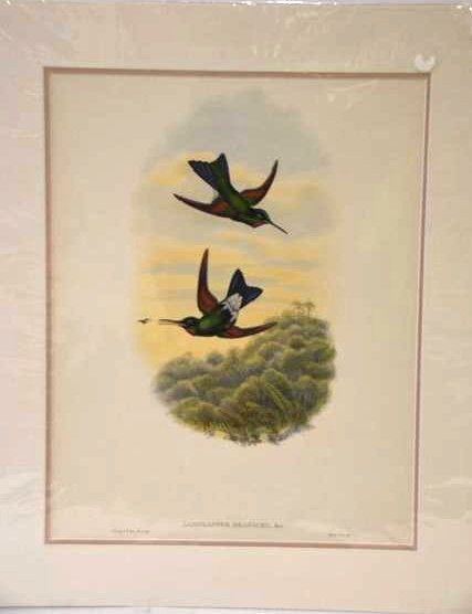 J. Gould W. Hart Hand Colored Lithograph (1 of 1)