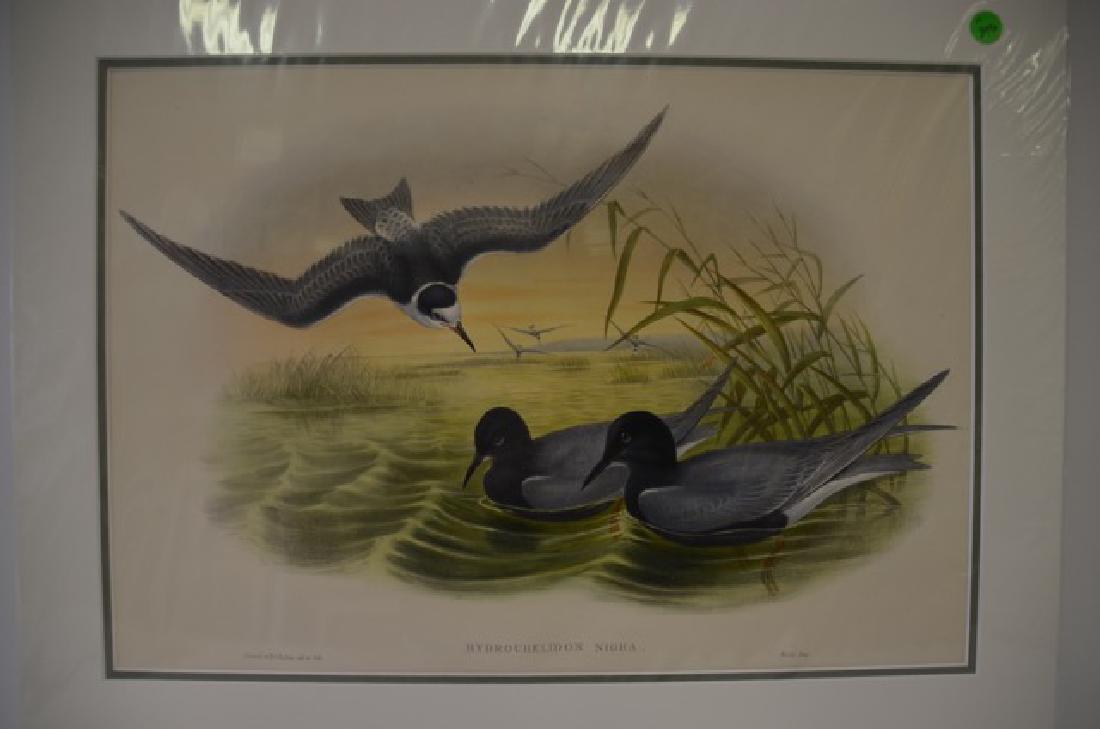 J. Gould H. C. Richter Lithograph Plate 211 (1 of 2)