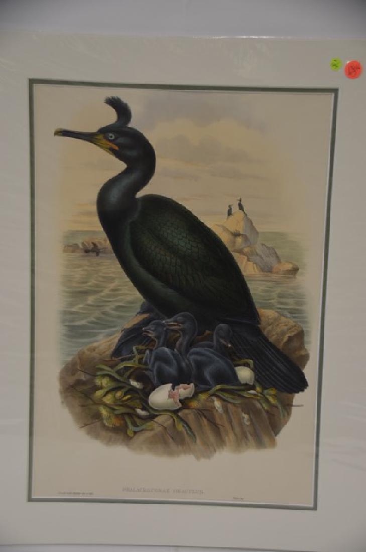 J. Gould H. C. Richter Lithograph Plate 184 (1 of 2)