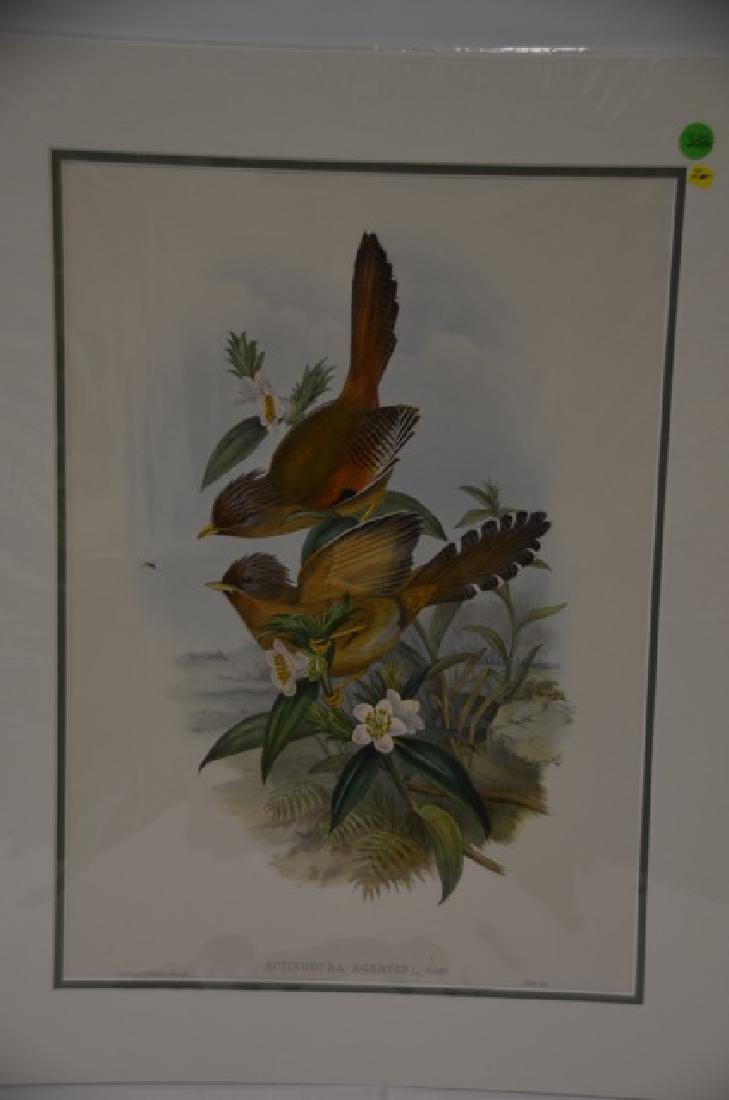 J. Gould Richter Lithograph Plate 338 (1 of 2)
