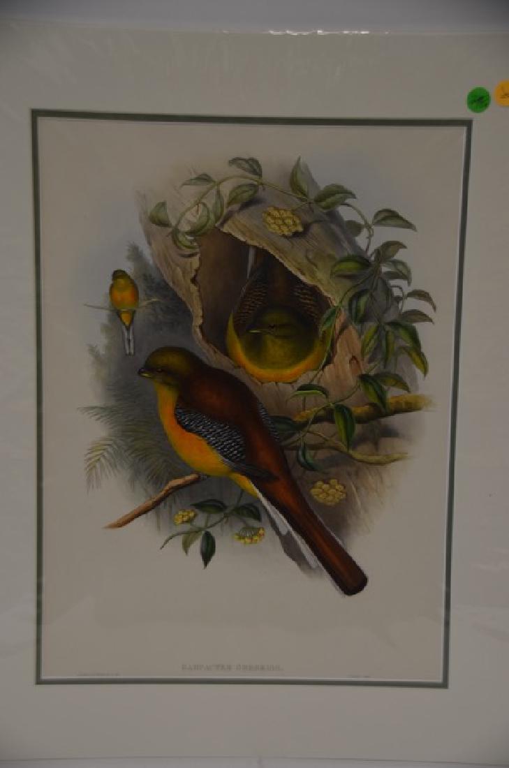 J. Gould Richter Lithograph Plate 248 (1 of 2)