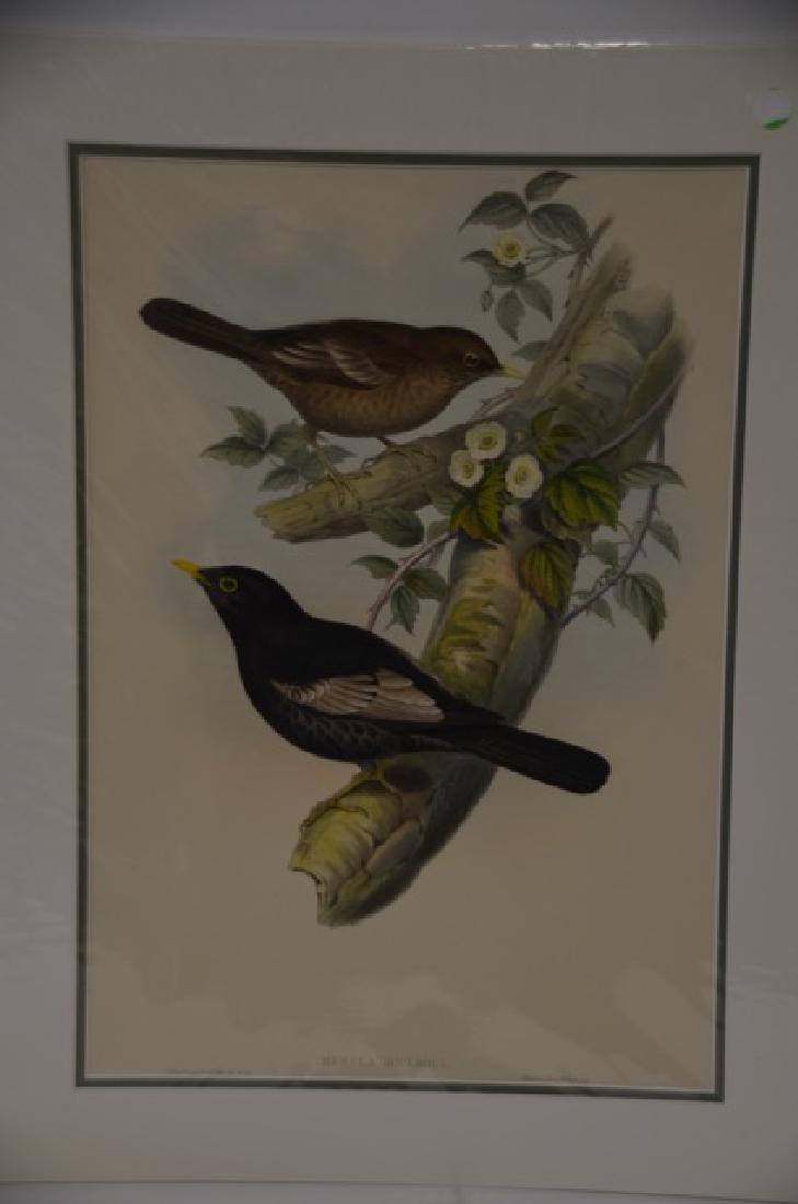 J. Gould Hand Colored Lithograph #385 (1 of 2)