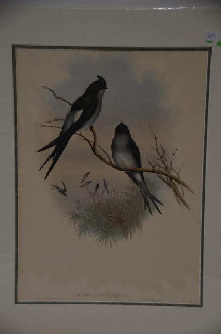 J. Gould. Richter Hand Colored Lithogaph (1 of 2)