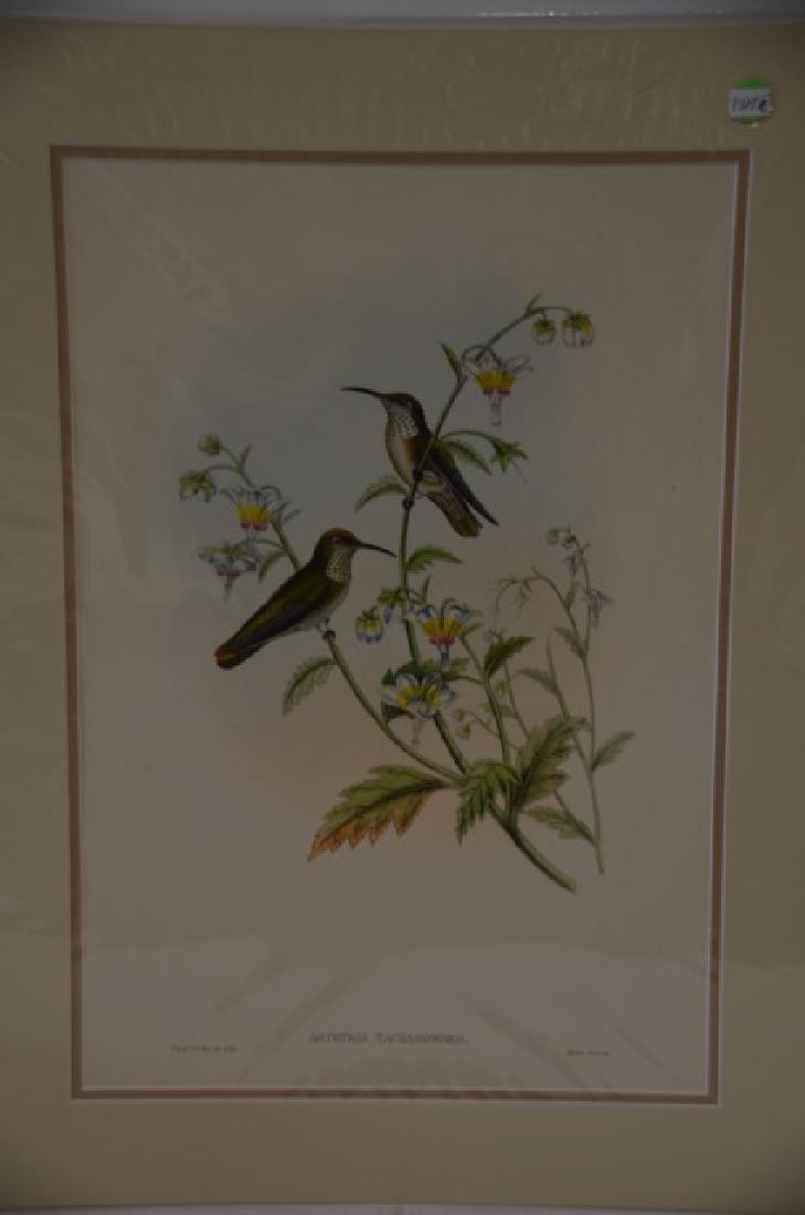 J. Gould. W. Hart Hand Colored Litho (1 of 1)