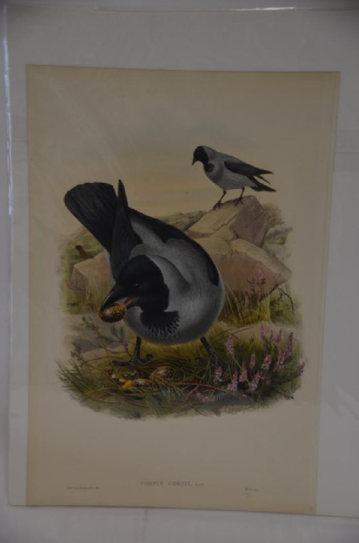 J. Wolf. Richter Hand Colored Litho (1 of 2)