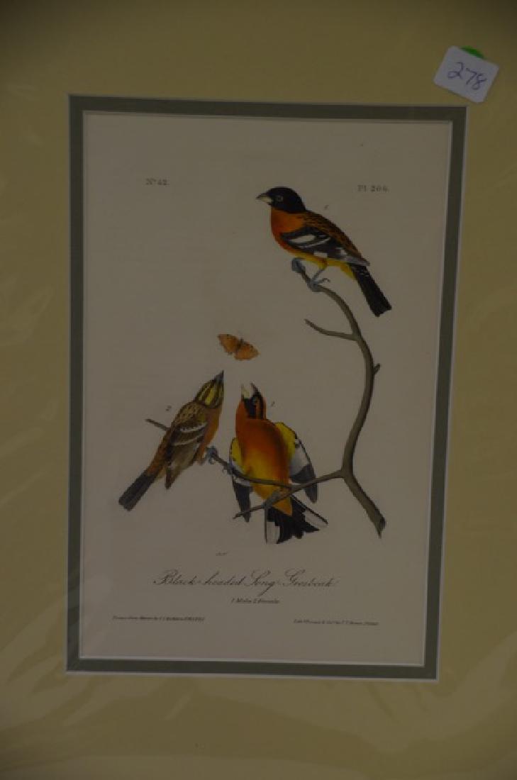 J.J. Audubon. Octavo. Black-Headed Long-Grosbeak No.206 (1 of 2)