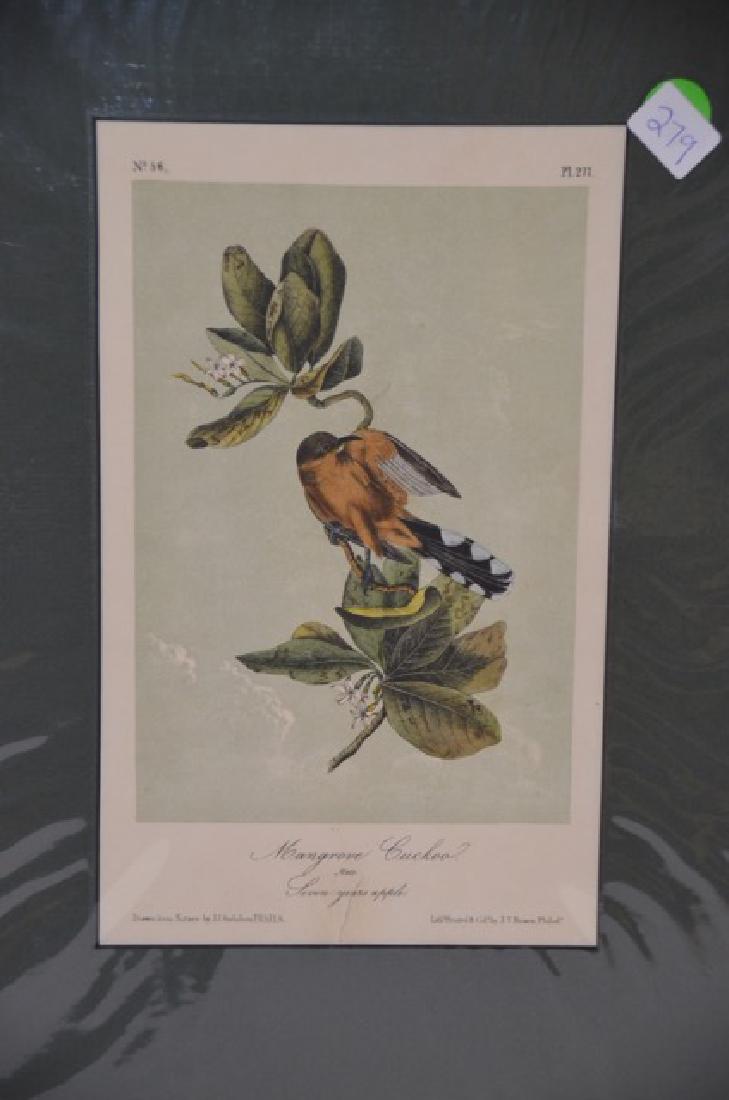 J.J. Audubon. Octavo. Mangrove Cuckoo No.277: J.J. Audubon, Plate No.277 Mangrove Cuckoo From the Royal Octavo Edition of The Birds of America.1840-1844. First Edition. Lithographed and hand-colored by J.T. Bowen in Philadelphia and New York. 1" 