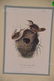 J.J. Audubon. Octavo. Short Billed Marsh Wren