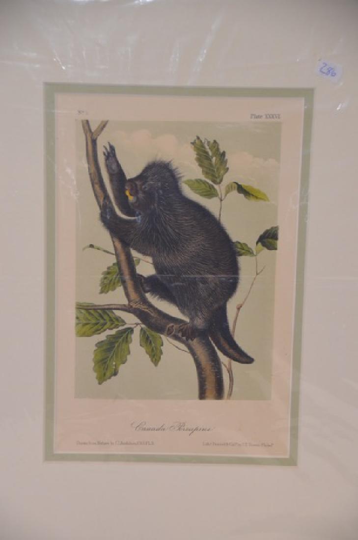 Audubon Aquatint Engraving Canada Porcupine (1 of 1)