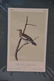 Audubon Aquatint Engraving. Texan Turtle Dove