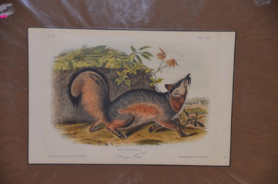 Audubon Aquatint Engraving Grey Fox (1 of 1)