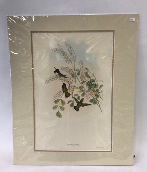 J. Gould. Richter Hand Colored Lithogaph (1 of 2)