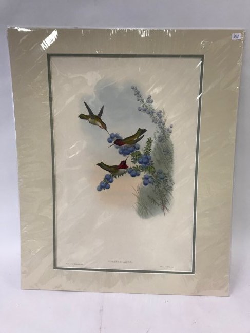 J. Gould H. C. Richter Anna's Calypte (1 of 2)