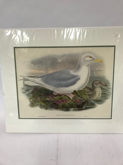 J.Gould & W.Hart. Glaucous Gull: J.Gould & W.Hart, Walton, Imp. Lithograph Larus Glaucus, Brunn, Glaucous Gull. 14" x 18.5"