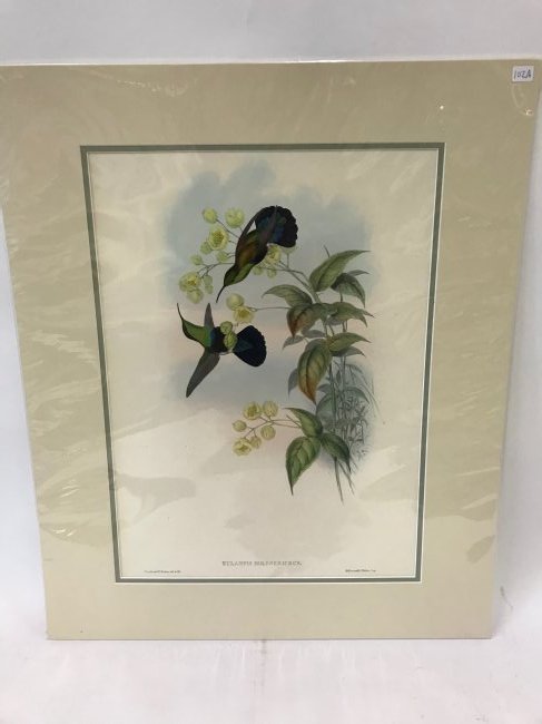 J. Gould H. C. Richter Green-Breasted Carib. (1 of 2)