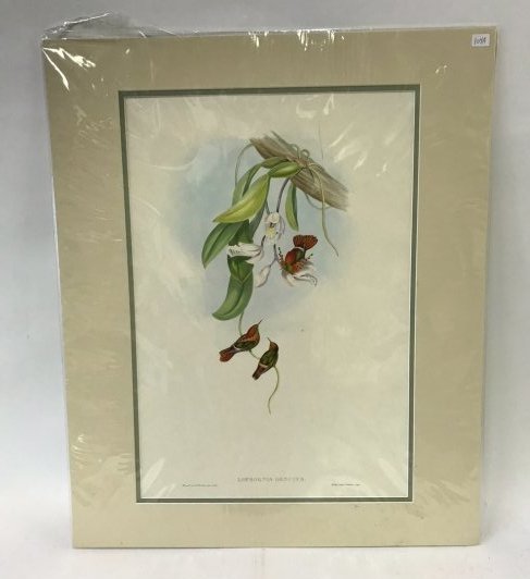 J. Gould H. C. Richter, Tufted Coquette.: J. Gould and H. C. Richter, Hullmandel & Walton,Imp. Lophornis Ornatus, Tufted Coquette. Lithograph 19.25" X 13.5"