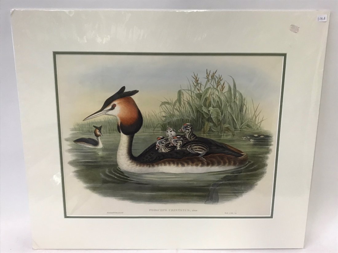 J. Gould & H. C. Richter. Red-necked Grehe (1 of 2)