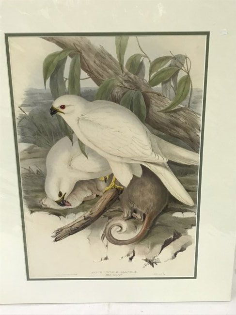 J. Gould H. C. Richter. New Holland Goshawk (1 of 2)
