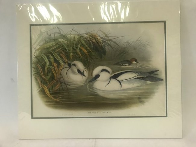 J.Gould H.C.Richter. Smew, or Nun: J. Gould and H. C. Richter, Walter & Cohn, Imp. Mergus Albellus. Smew, or Nun. 14 x 20