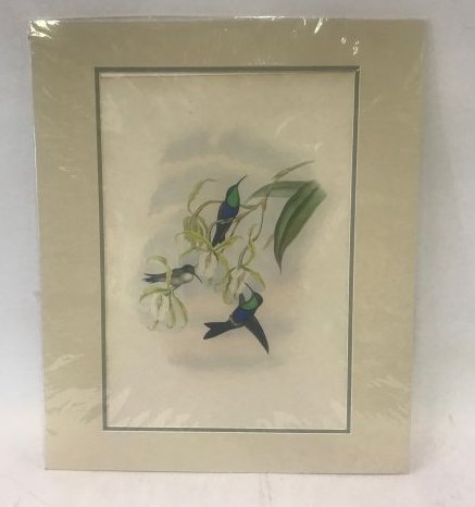 J.Gould Lithograph w/ Text (1 of 2)