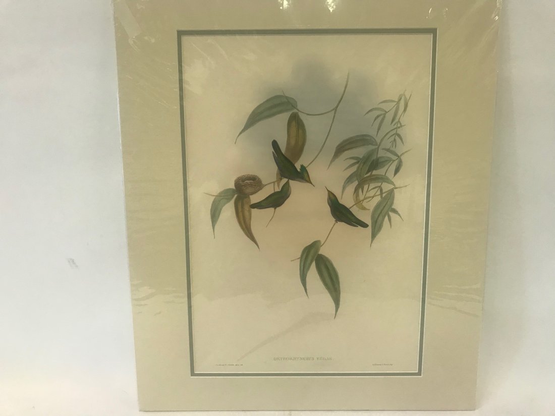 J.Gould H.C.Richter. Gilt-Crest Lithograph: J. Gould and H. C. Richter, Hullmandel & Walton,Imp. Othrohynchus Exilis, Gilt-Crest. 19.5 x 13.5