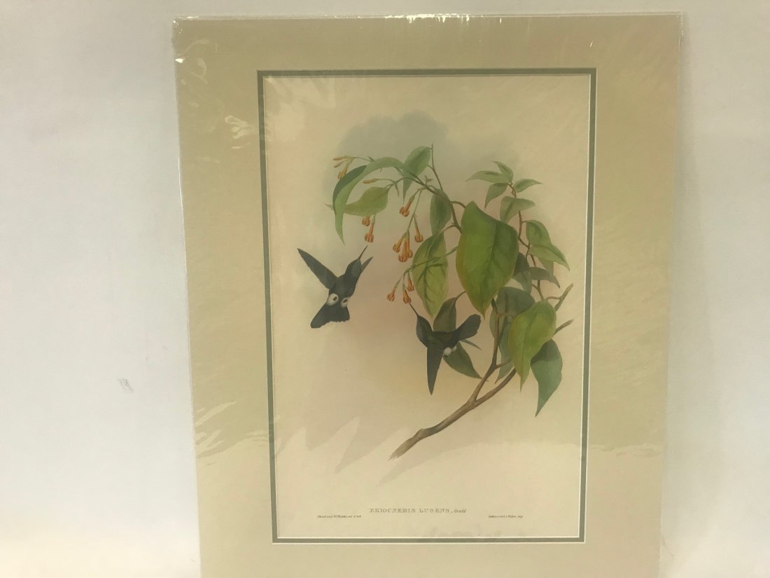 J.Gould H.C.Richter. Hoary Puff-leg Lithograph: J. Gould and H. C. Richter, Hullmandel & Walton,Imp. Eriocnemis Lugens, Gould., Hoary Puff-leg. 19.75 x 13.5