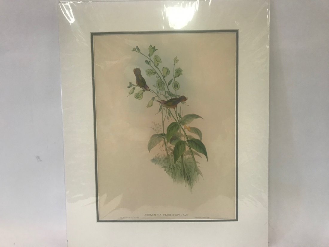 J.Gould H.C.Richter. Blossom-crown: J. Gould and H. C. Richter, Hullmandel & Walton,Imp. Adelomyia Floriceps, Gould., Blossom-crown. 18.5 x 14