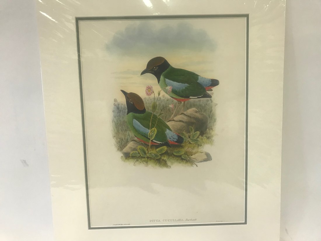 J.Gould & W.Hart. Hooded Pitta: J. Gould and W. Hart. Walter, Imp. Pitta Cuccllata, Hartl. Hooded Pitta. 18 x 14