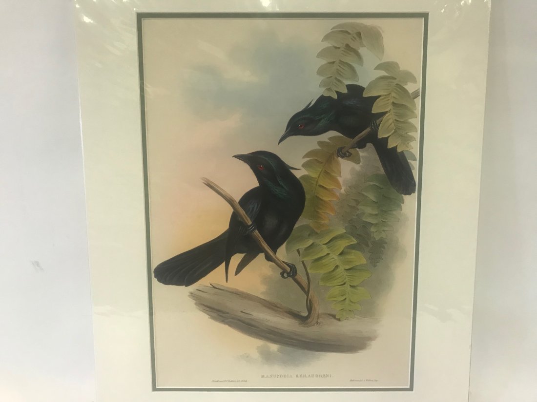 J.Gould H.C.Richter Keraudren's Crow-Shrike: J. Gould and H. C. Richter, Hullmandel & Walton,Imp. Manucodia Keraudreni, Keraudren's Crow-Shrike 19.5 x 14