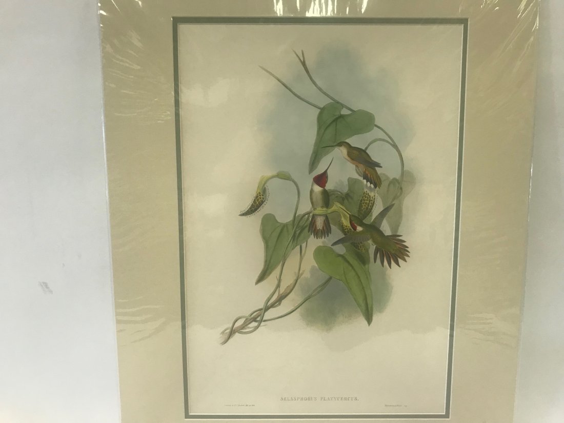 J.Gould H.C.Richter Broad-tailed Flame-bearer: J. Gould and H. C. Richter, Hullmandel & Walton,Imp. Selasphorus Platycercus, Broad-tailed Flame-bearer. 19.5 x 13.5