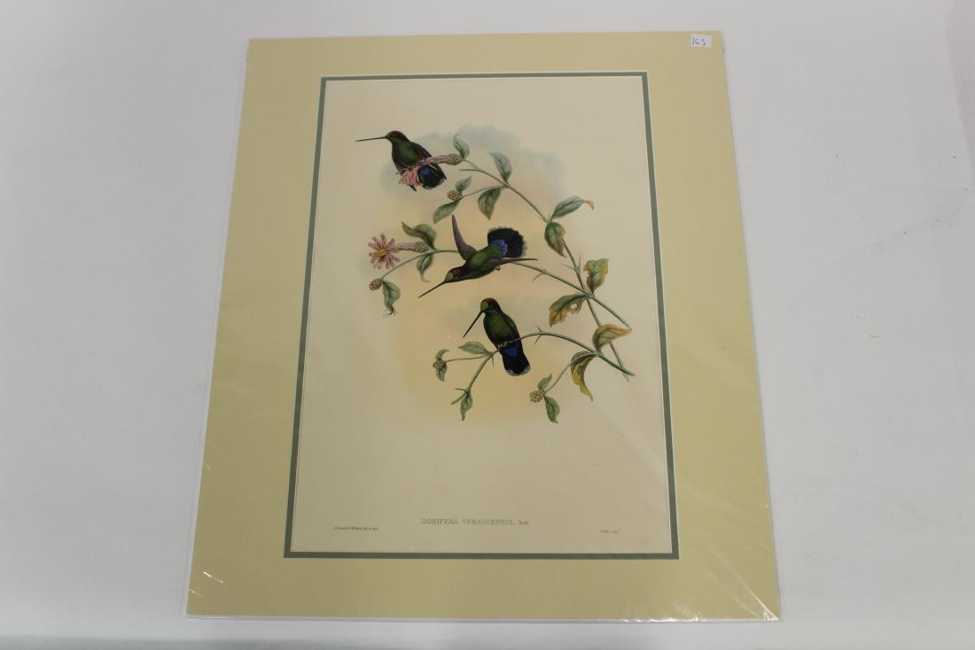 J.Gould Hand-Colored Lithograph (1 of 2)