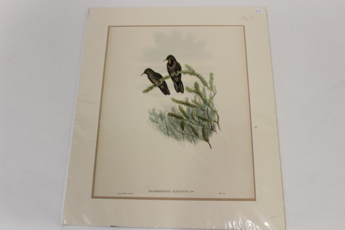 J.Gould Hand-Colored Lithograph (1 of 2)
