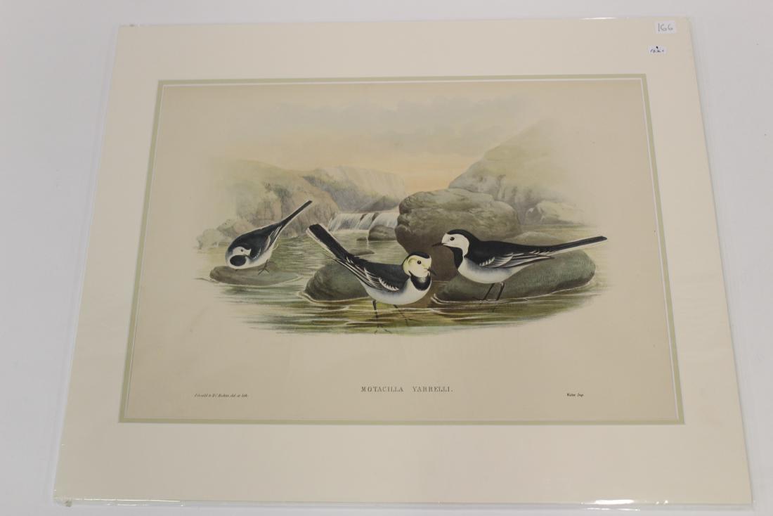 J.Gould Hand-Colored Lithograph (1 of 2)