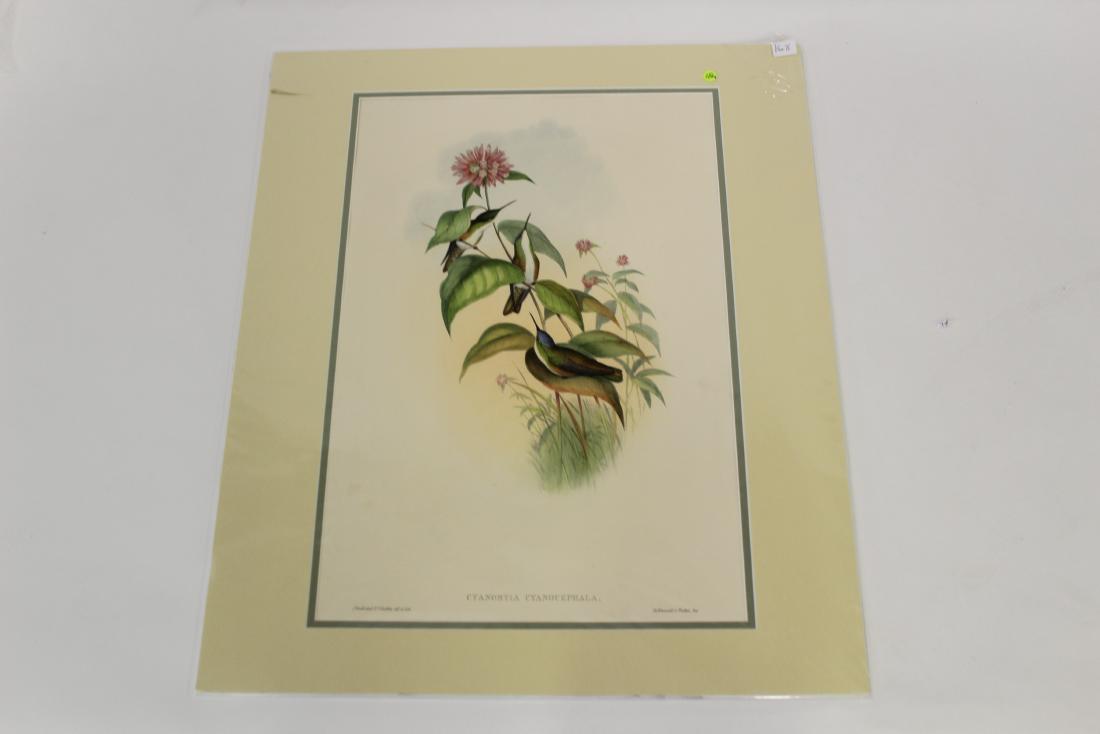 J.Gould Hand-Colored Lithograph (1 of 2)
