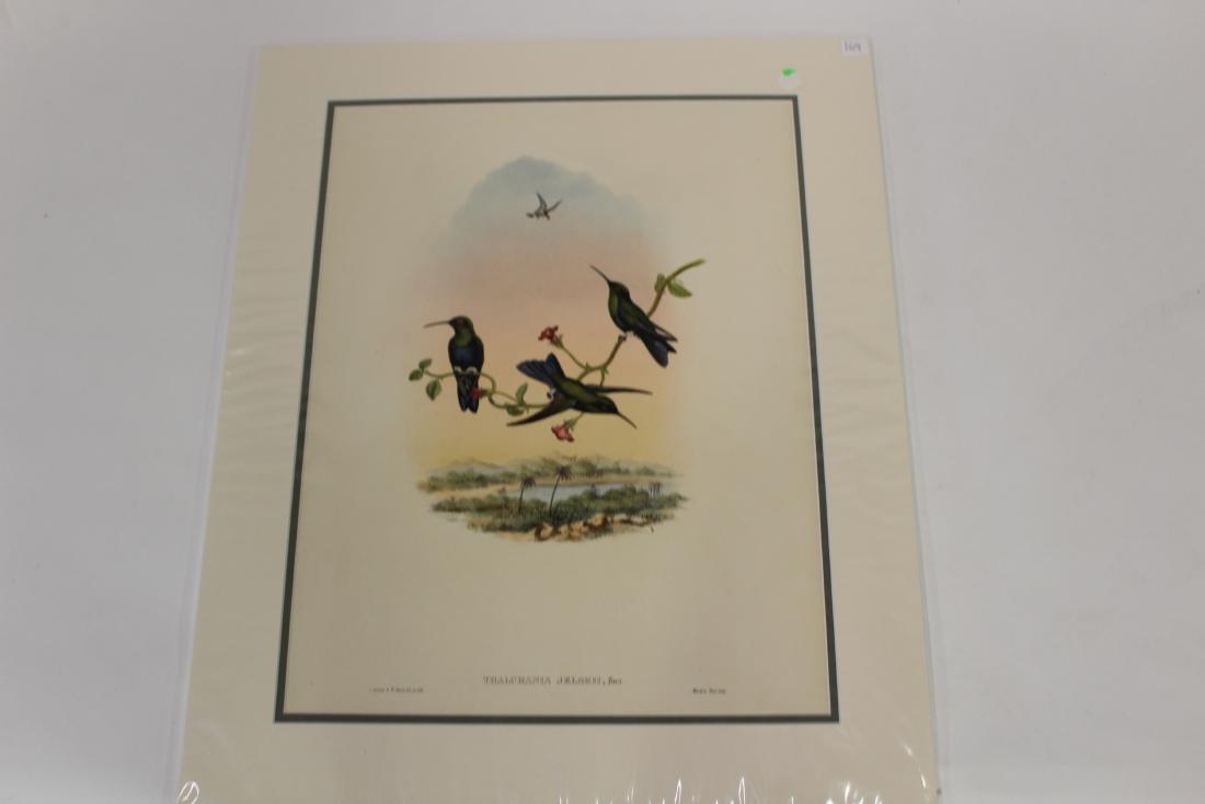 J.Gould Hand-Colored Lithograph (1 of 2)