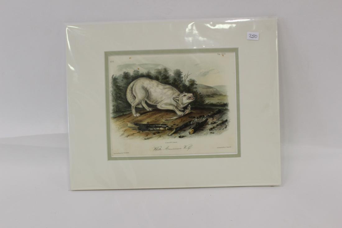 Audubon First Edition Quadruped. American Wolf (1 of 2)